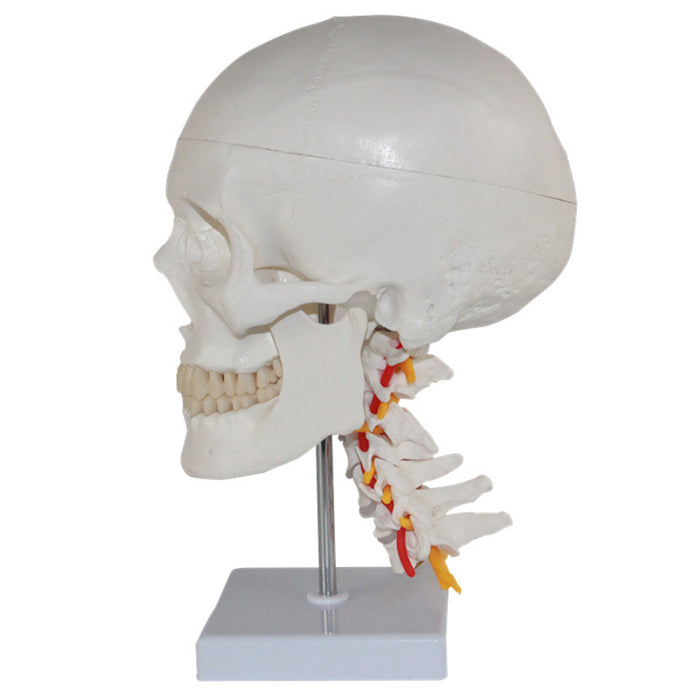 Human Skull with Cervical Spines-XC135