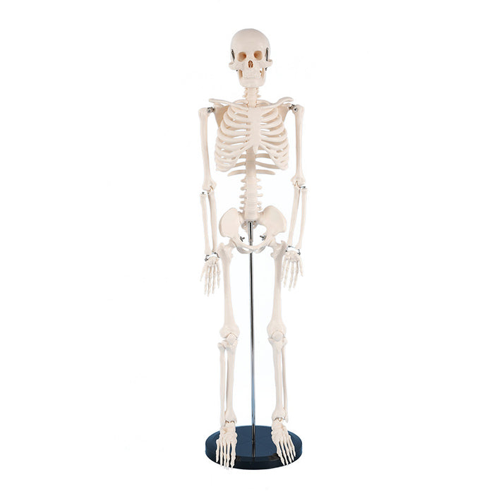 42cm skeleton model -XC103