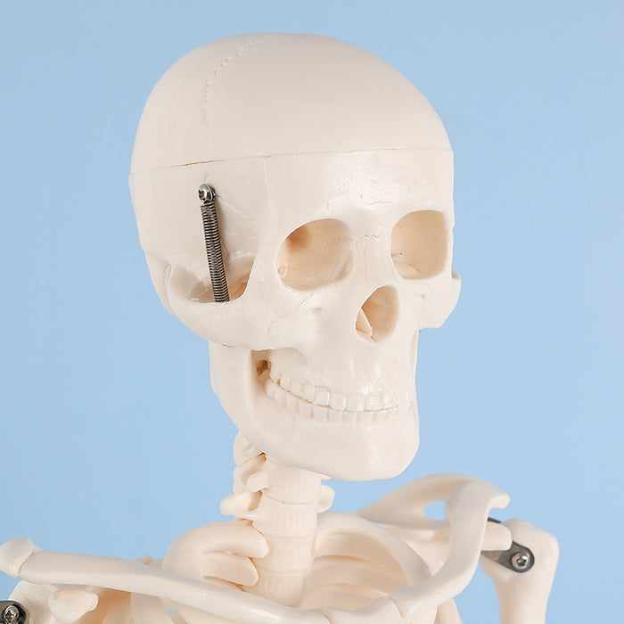 42cm skeleton model -XC103