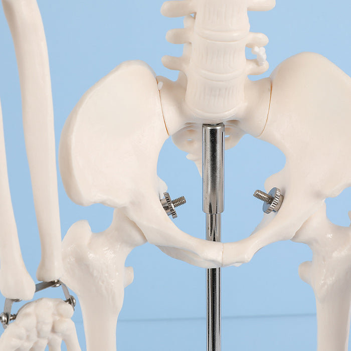 42cm skeleton model -XC103