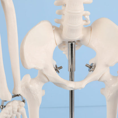 42cm skeleton model -XC103