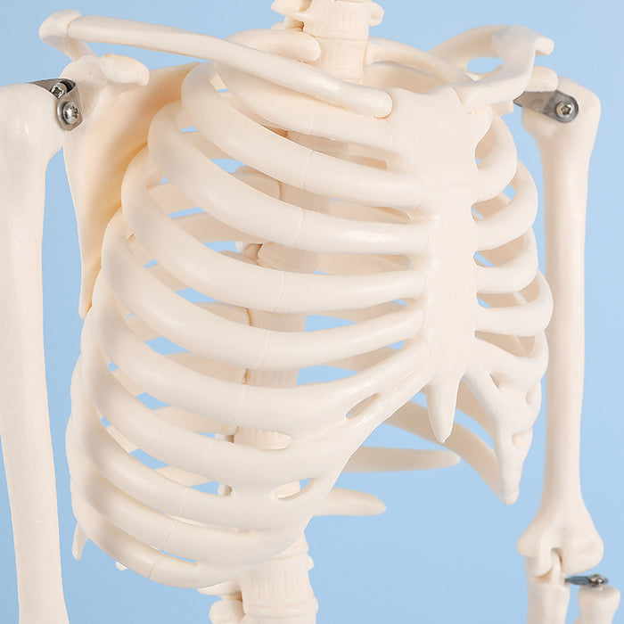 42cm skeleton model -XC103
