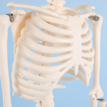 42cm skeleton model -XC103