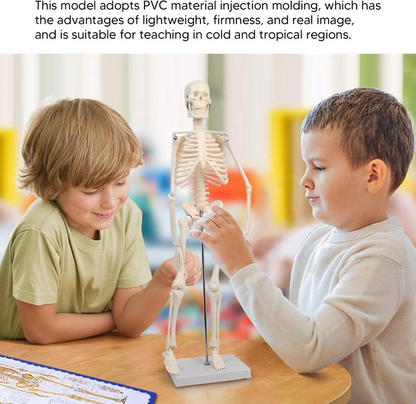 42cm skeleton model -XC103