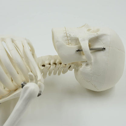 85cm skeleton model -XC-102