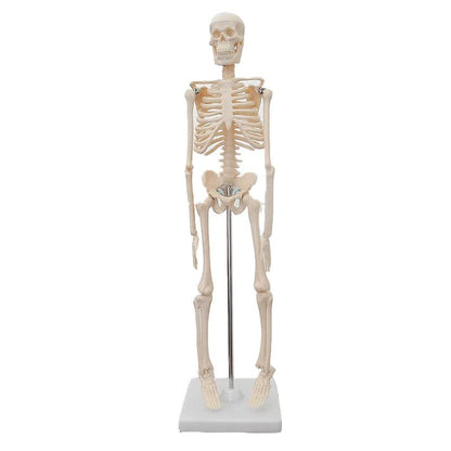 85cm skeleton model -XC-102