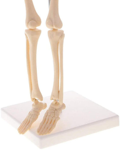85cm skeleton model -XC-102