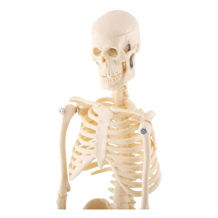 85cm skeleton model -XC-102