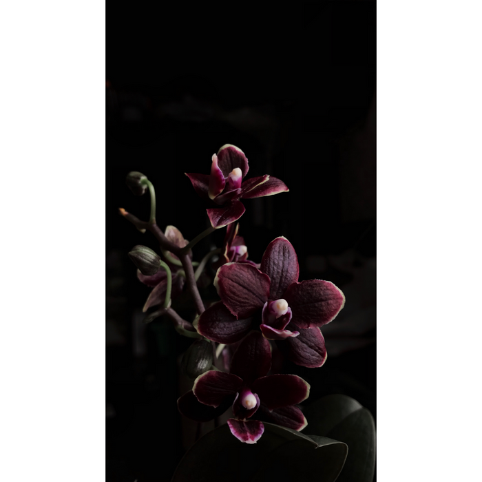 Black Orchid