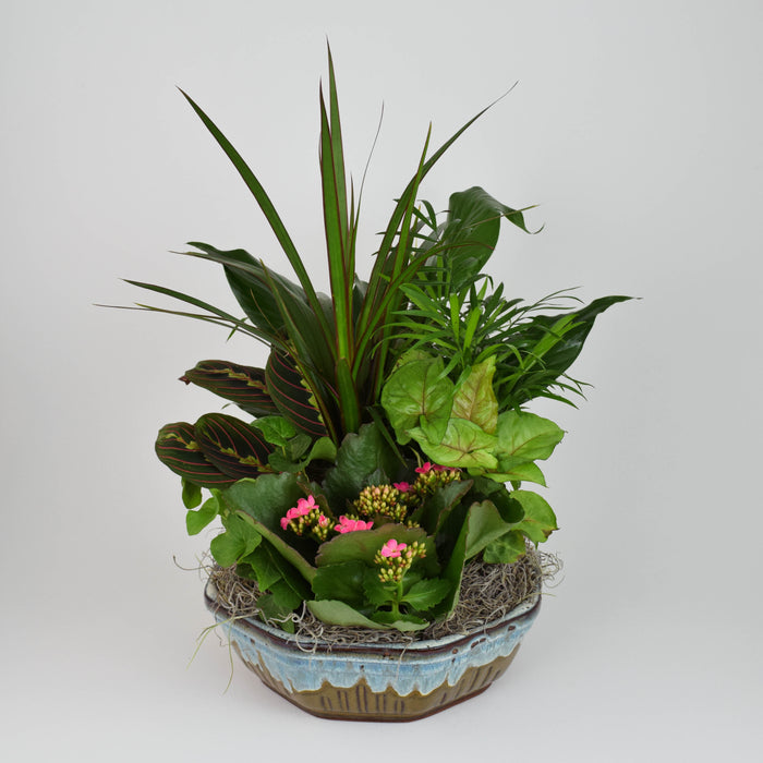 Dish Garden - Deluxe