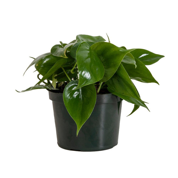 Heart Leaf Philodendron, Assorted