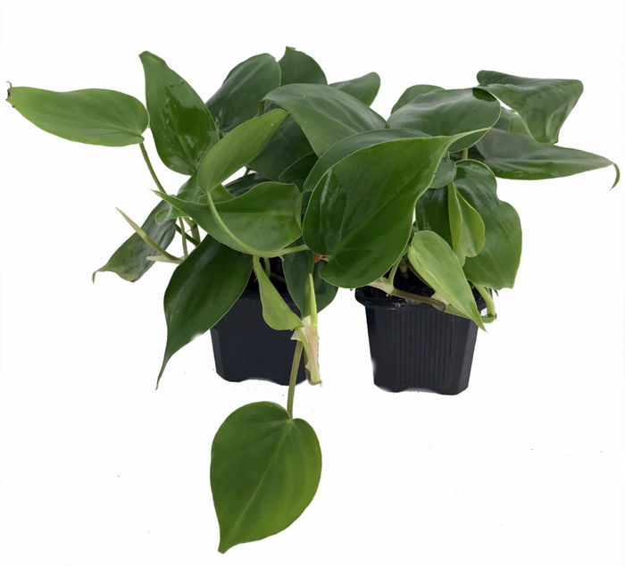 Heart Leaf Philodendron, Assorted