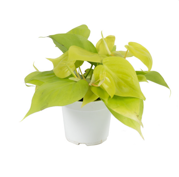 Heart Leaf Philodendron, Assorted