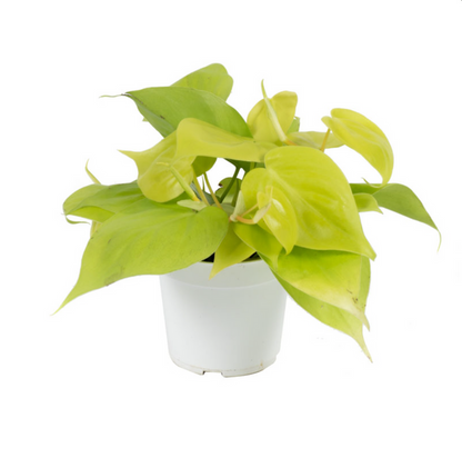 Heart Leaf Philodendron, Assorted