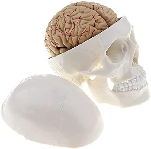Human Skull Model 22 Parts -XC-104E (only 8 parts)
