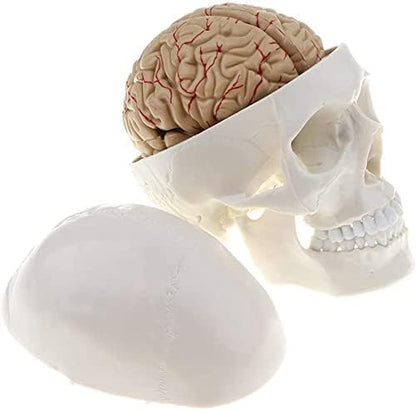 Human Skull Model 22 Parts -XC-104E (only 8 parts)
