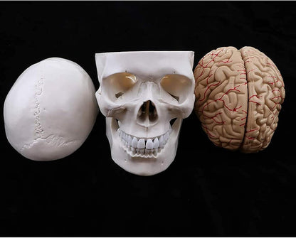 Human Skull Model 22 Parts -XC-104E (only 8 parts)