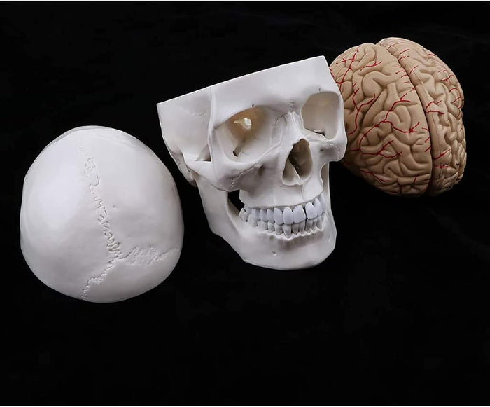 Human Skull Model 22 Parts -XC-104E (only 8 parts)