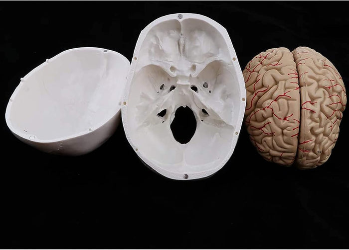 Human Skull Model 22 Parts -XC-104E (only 8 parts)