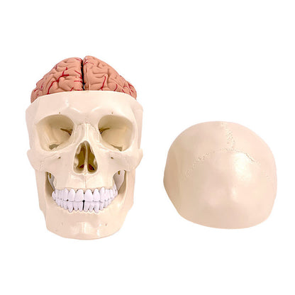 Human Skull Model 22 Parts -XC-104E (only 8 parts)