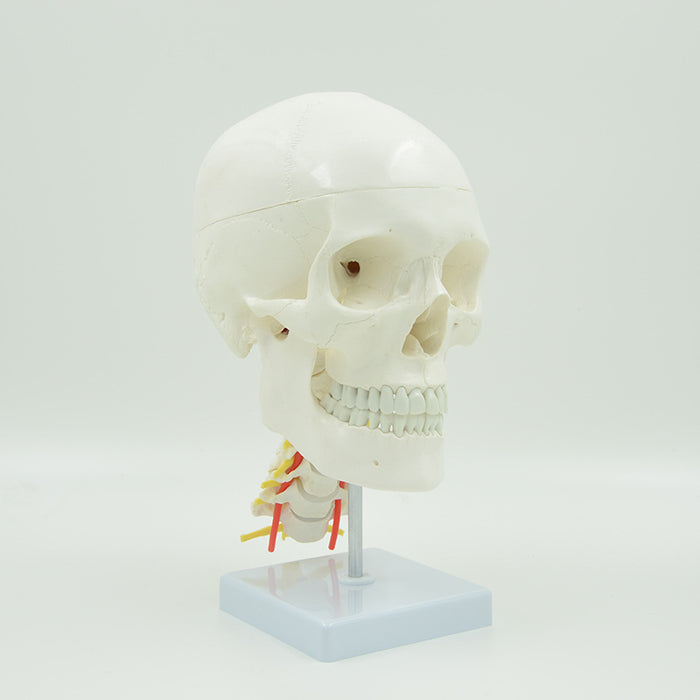 Human Skull with Cervical Spines-XC135