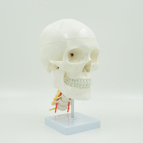 Human Skull with Cervical Spines-XC135