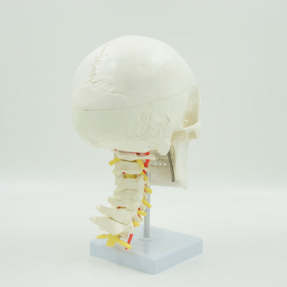 Human Skull with Cervical Spines-XC135