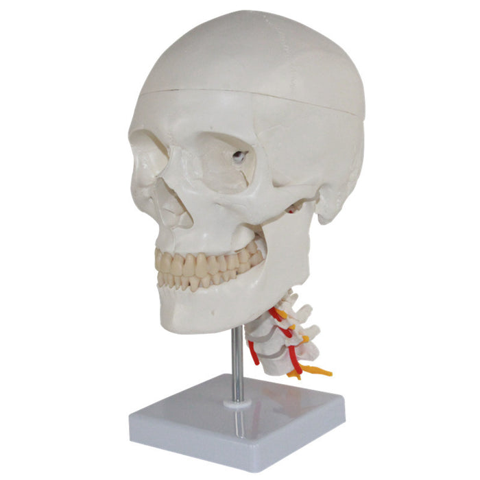 Human Skull with Cervical Spines-XC135