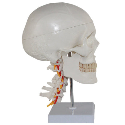 Human Skull with Cervical Spines-XC135