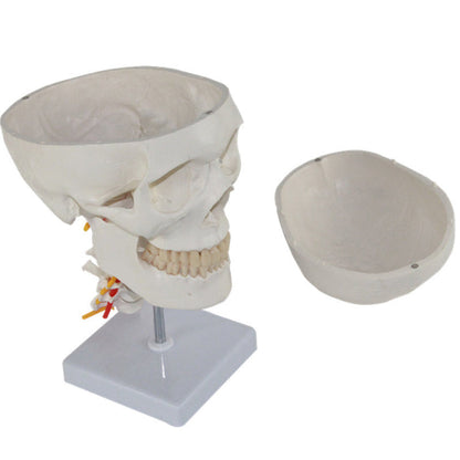 Human Skull with Cervical Spines-XC135