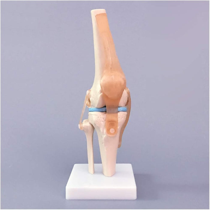Knee joint