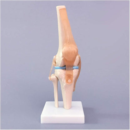 Knee joint