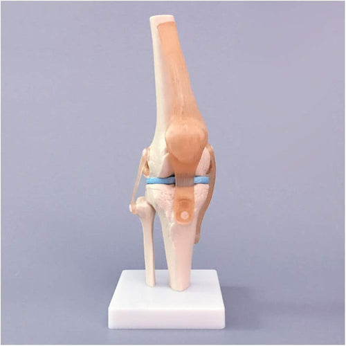 Knee joint