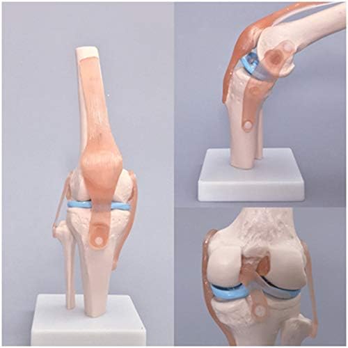 Knee joint