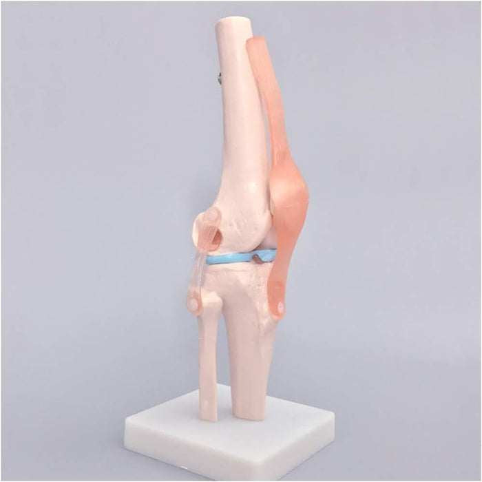 Knee joint
