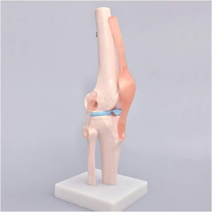 Knee joint