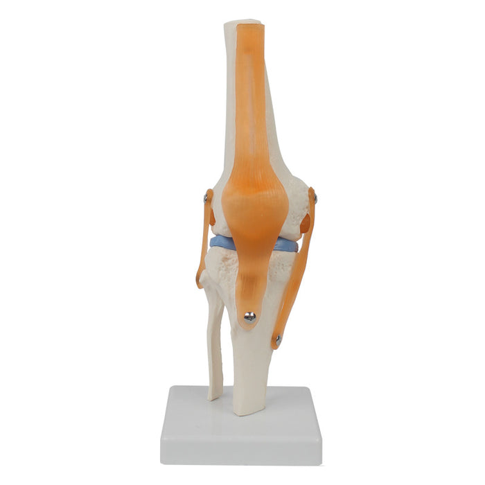 Knee joint
