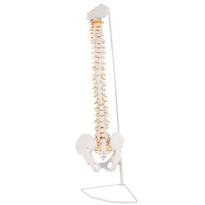 Natural Size Spine Model