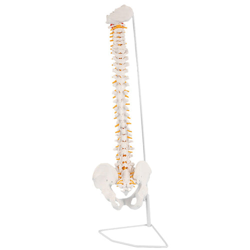 Natural Size Spine Model