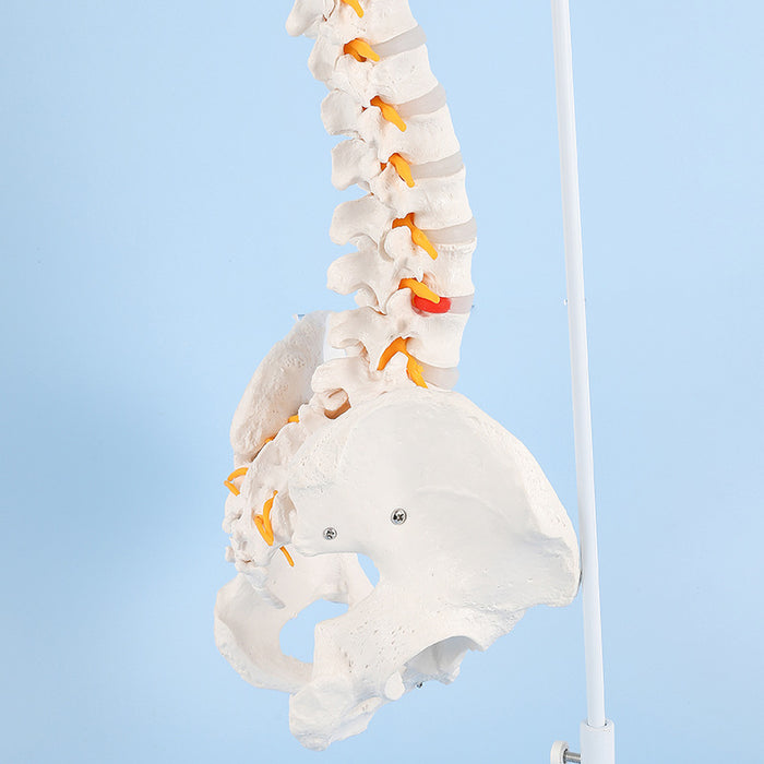 Natural Size Spine Model
