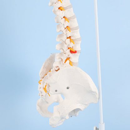 Natural Size Spine Model