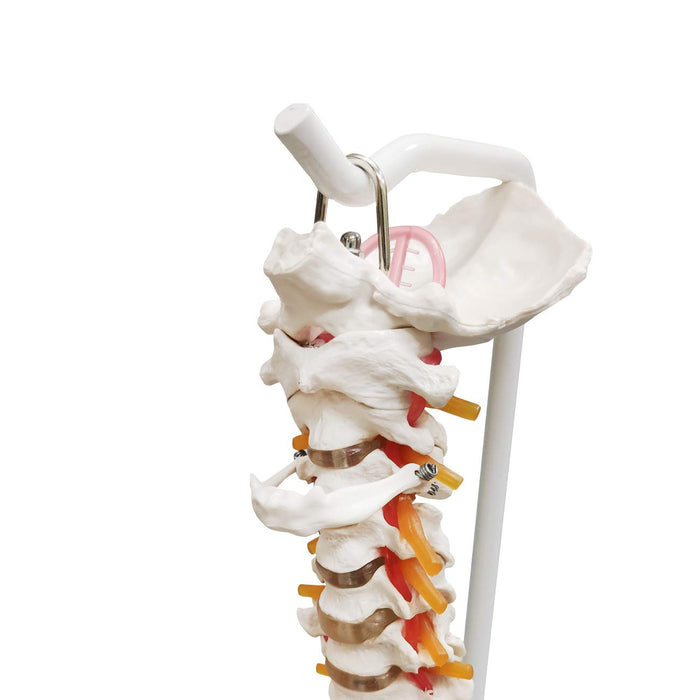 Natural Size Spine Model