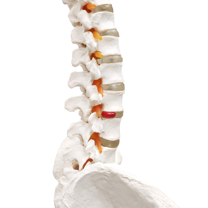 Natural Size Spine Model