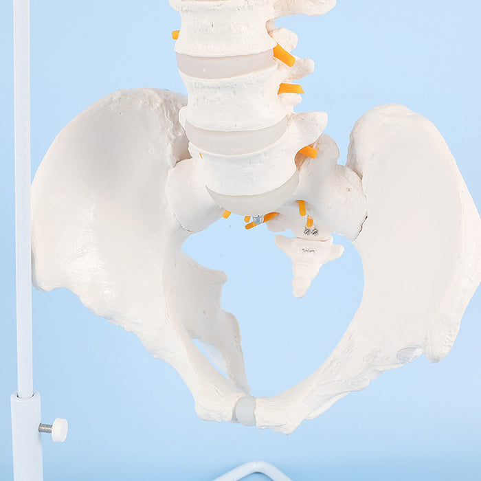 Natural Size Spine Model