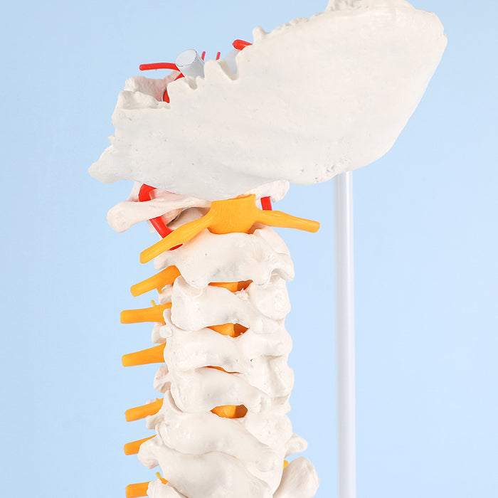 Natural Size Spine Model