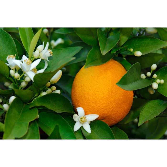 Orange Blossom
