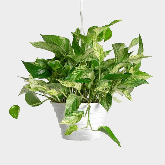 Pothos Plant, Assorted