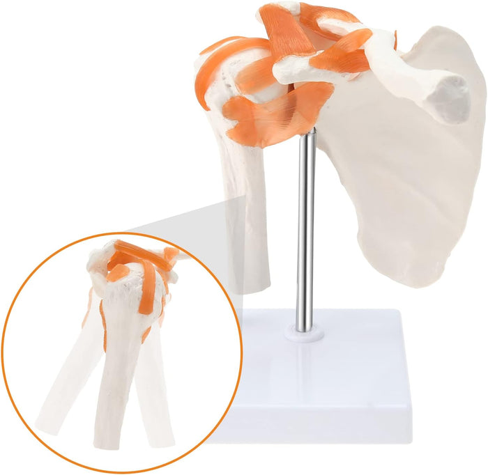 Shoulder joint