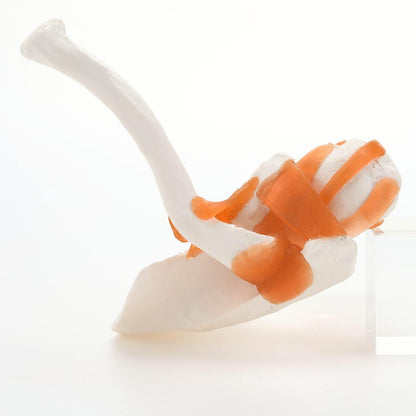Shoulder joint