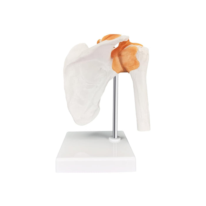 Shoulder joint